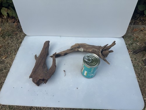 Bogwood spider wood corbo - wood,