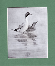 Peter Scott  ~ Pintails in