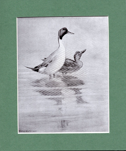 Peter scott pintails - scott , ~