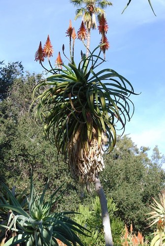 Aloe pluridens french - aloe,