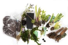 Pond Starter Packs - Pond