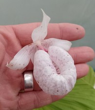 Rare cypripedium formosanum - cypripedium,