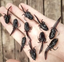 Tadpole Fishing Lures Bait 10