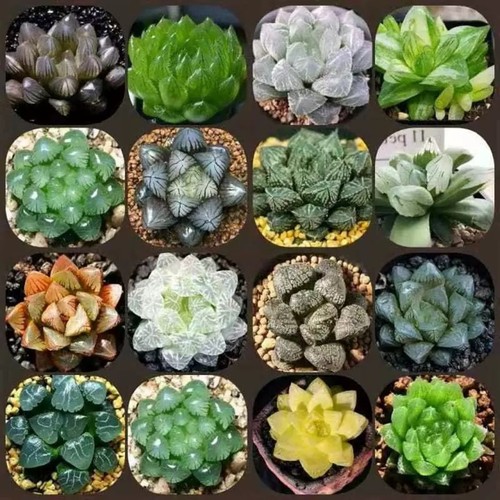 10x haworthia seeds rare - 10x, seeds,