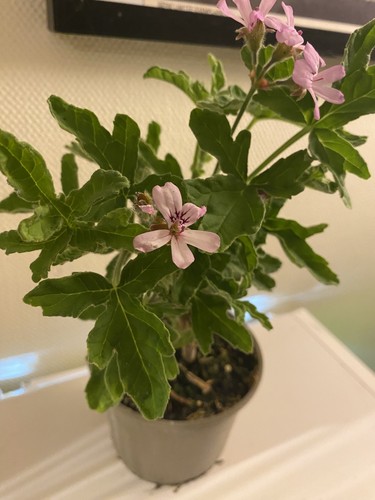 Scented pelargonium geranium - scented,