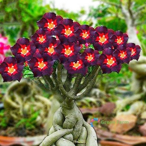 Seeds brown black red - 2,