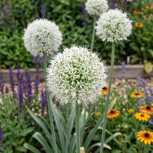 Allium mount everest bulbs - mount, x12