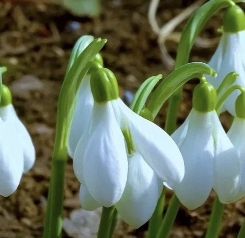 15x woronowii snowdrop bulbs - woronowii,