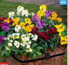Dwarf Wallflower Plants Mixed