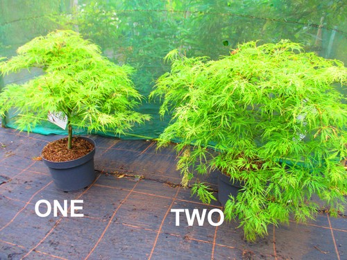 32inch inc pot - inc., weeping