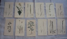 Frederick Nodder Antique Engraving 12 Botanical Prints 1791 -92   9" x 5"