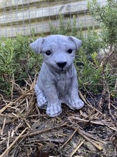  jack russell pup garden