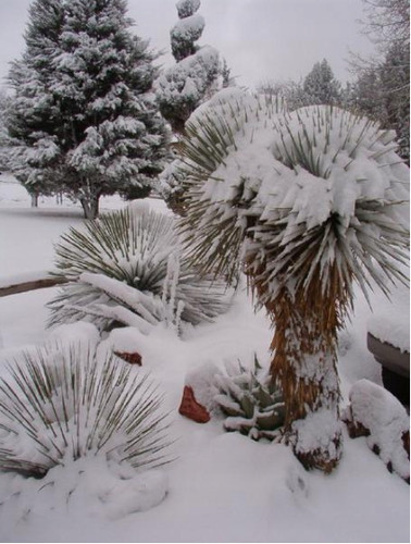 Yucca rostrata blue - yucca, silver'