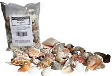 Tropical Sea Shells Clams Snail Scallops Beach Decoration 1kg Bag
