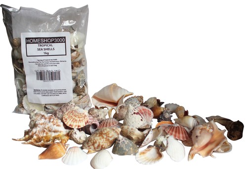 Tropical sea shells - shells, clams