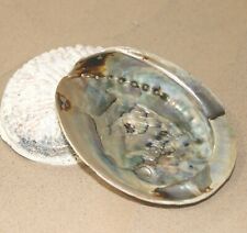 Abalone Shell Natural Paua