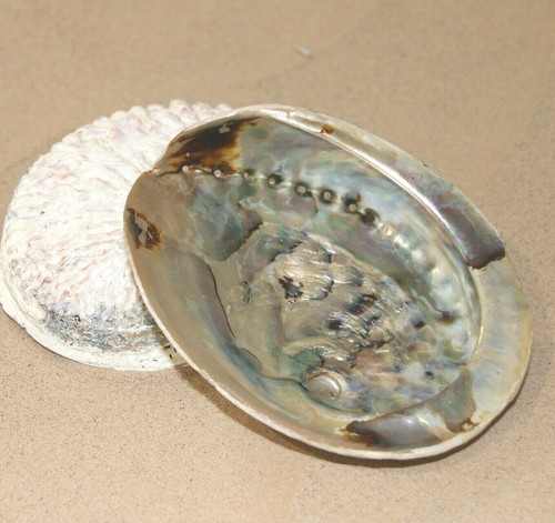 Abalone shell natural paua - natural,
