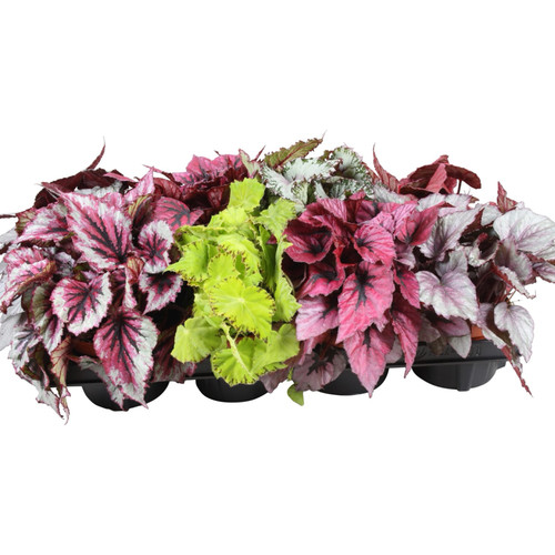 Begonia rex houseplants - rex, 6