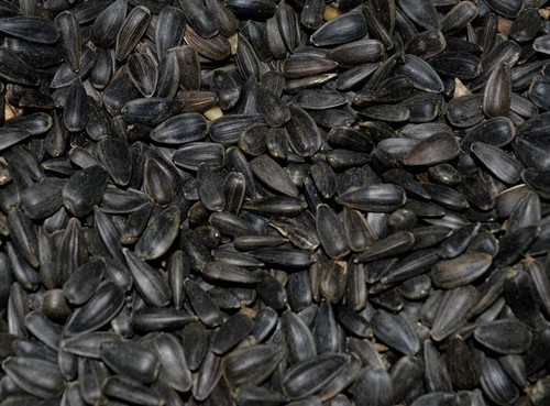Premium black oil sunflower - premium,