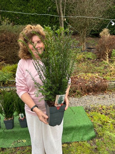 English yew trees - trees., hedging