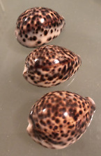 3 x 6cm Tiger Cowrie Tortoise