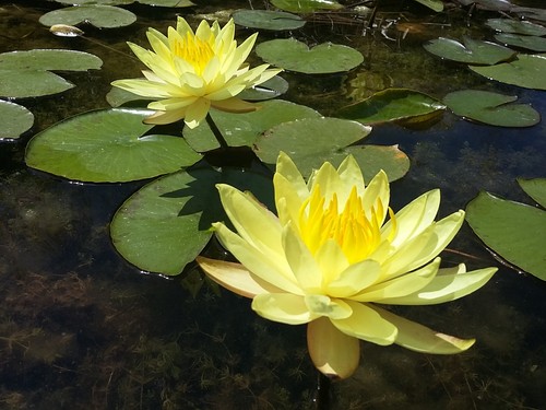 Yellow live water lily pond - water,