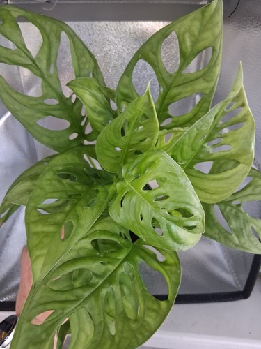Swiss cheese monstera inch - cheese, 4