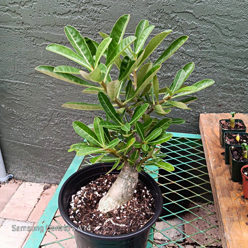 Desert rose adenium - desert,