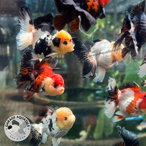 Live fancy goldfish premium - live,