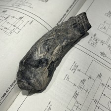 XL WHALE FOSSIL TOOTH