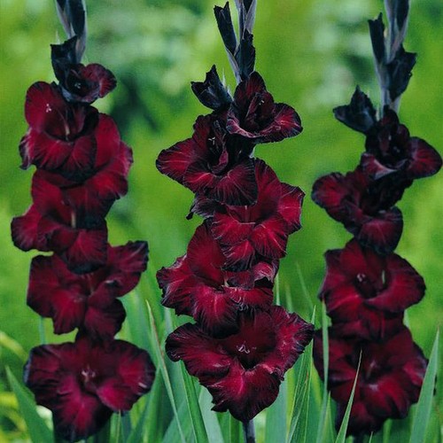 Gladioli back star - 10,