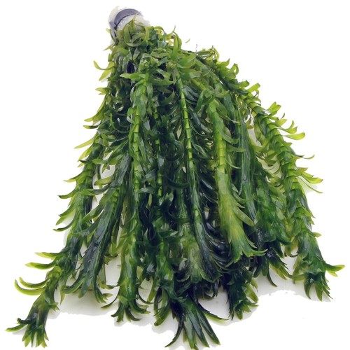 Elodea densa bunch - densa, xl