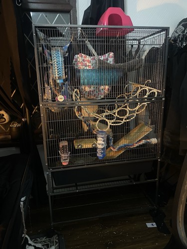 Huge 5ft tall rat - huge,