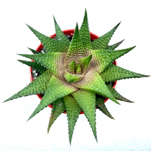Haworthia limifolia fairies - haworthia,
