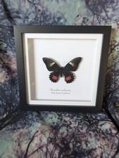 Ruby-Spotted Swallowtail