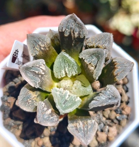 Haworthia dancing ice - dancing,