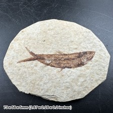 Fish fossil - eocene period