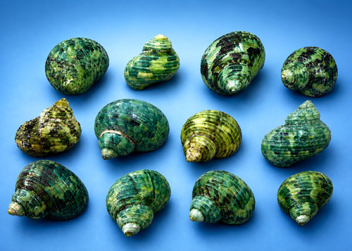 Green turbo shells - turbo, 25
