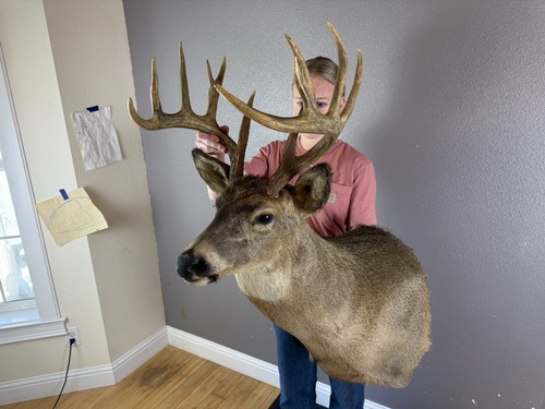 Whitetail deer shoulder - deer,