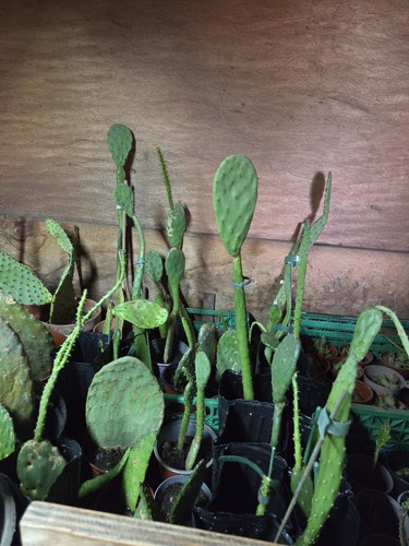 Prickly pear cactus plant - pear,