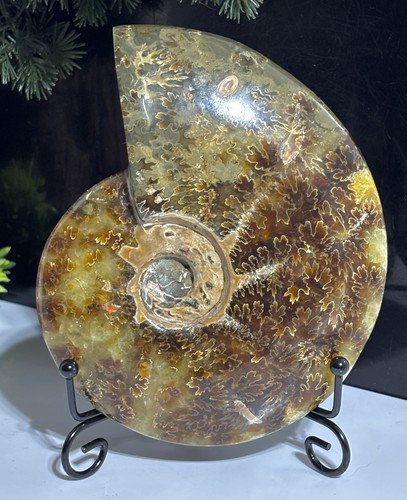 Extra large 105lb ammonite - extra,