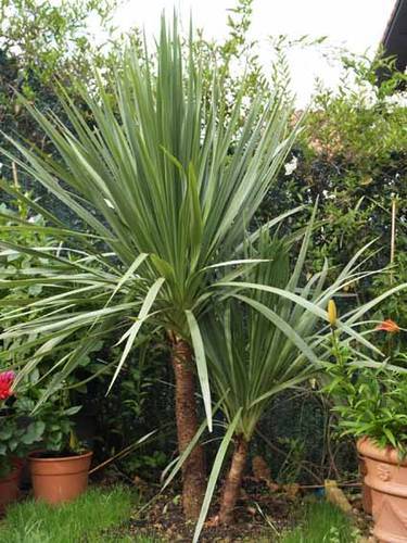Blue dracaena cordyline - blue,
