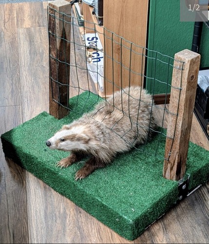Taxidermy badger stuffed - taxidermy,