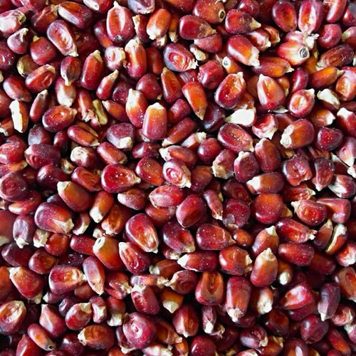 Red maize 5kg dry particle - red,