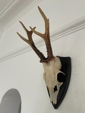 Pointy Antlers of a Roe Deer