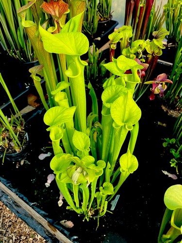 Sarracenia flava suspicion - flava,