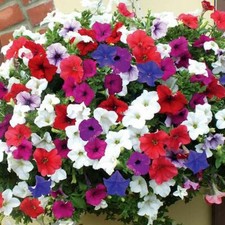 T&M Petunia Surfinia Mixed