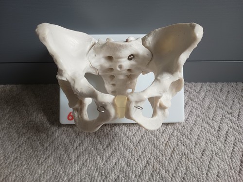 Human pelvis skeleton - human,