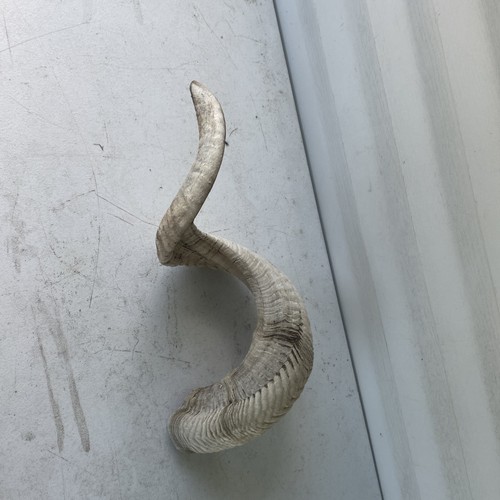 Geniune natural ram - natural,