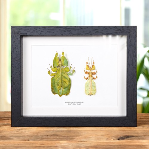 Gray leaf insect male - gray's,